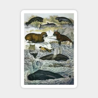 Vintage Whales and Walruses Magnet