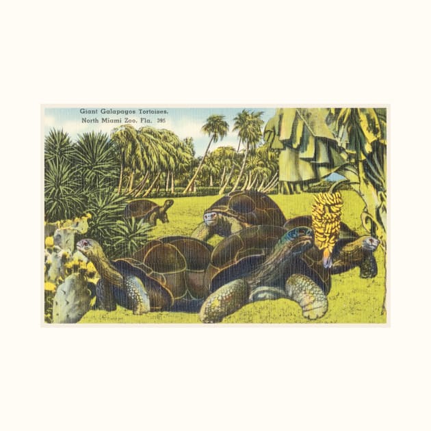 Giant Galapagos tortoises, North Miami Zoo postcard by WAITE-SMITH VINTAGE ART