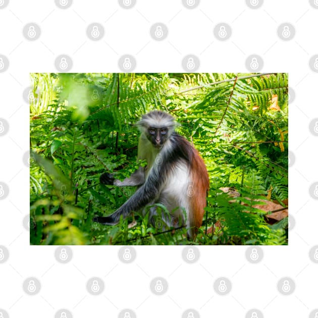 Red Colobus Monkey of Zanzibar Island, Tanzania by SafariByMarisa