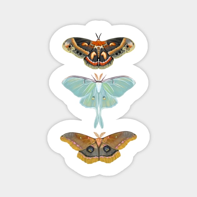 3 Moths Magnet by KatieMorrisArt