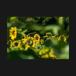 Sunflower Watching T-Shirt