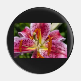 Lily Pin