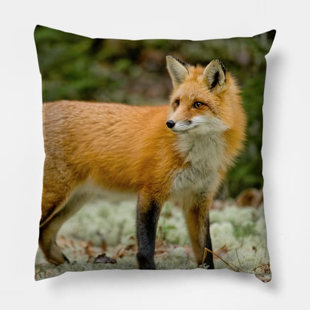 Red Fox Pillow by jaydee1400