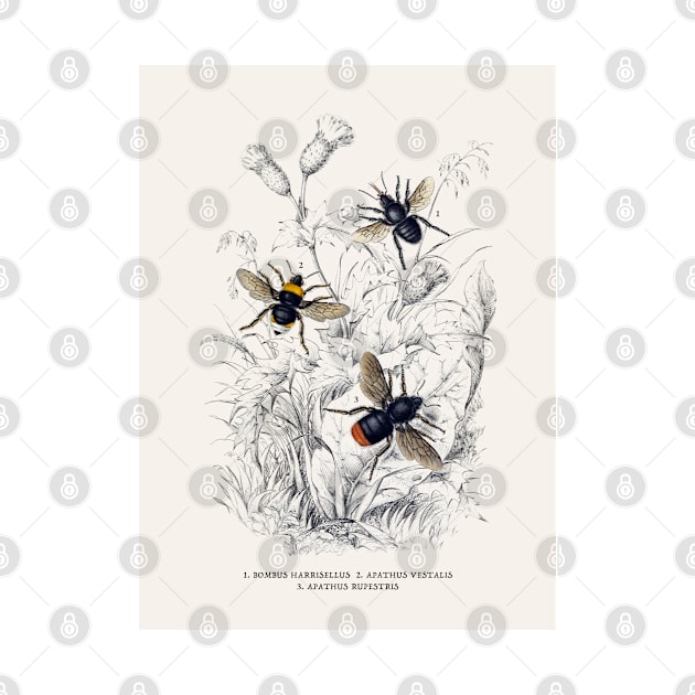 Bees Antique Naturalist Illustration by Antiquated Art