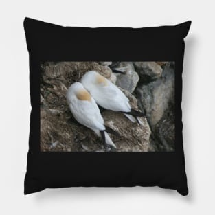 A nesting pair Pillow