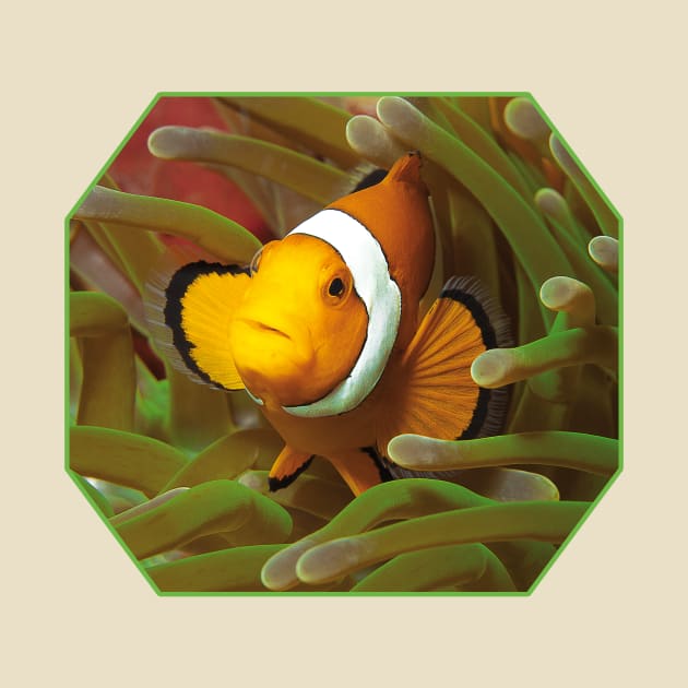 Anemone fish | I'm living here! | by Ute-Niemann