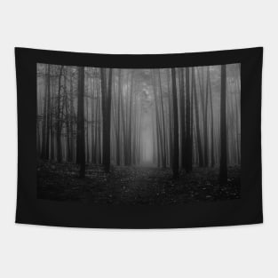 black and white foggy woods folklore taylor swift Tapestry