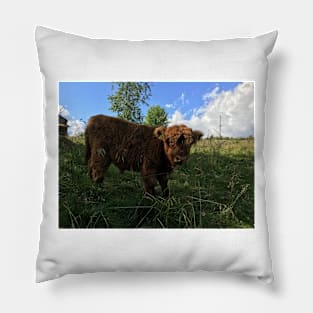 Scottish Highland Cattle Calf 1479 Pillow