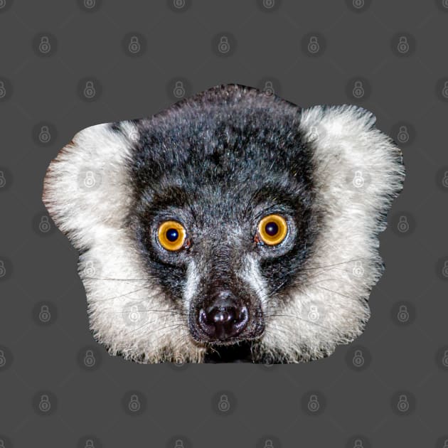 Black and White Lemur by dalyndigaital2@gmail.com