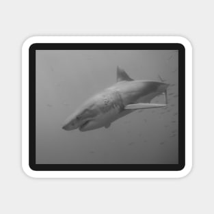 Close Encounter With A Great White Shark in Black and White Magnet