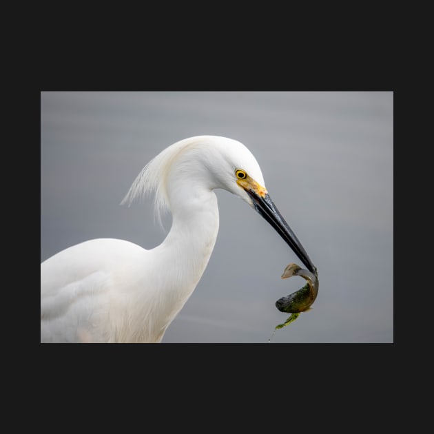 Egret by gdb2