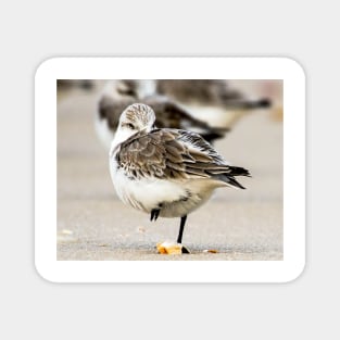 Sanderling Magnet