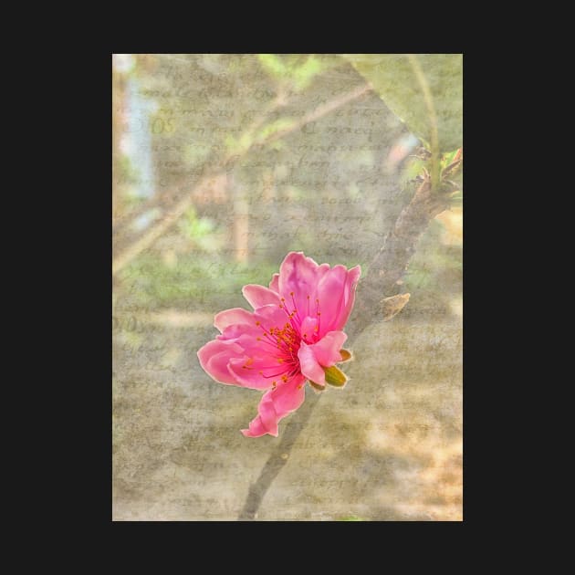 Peach tree blossom with texture by RosNapier