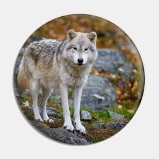 Arctic Wolf Pin