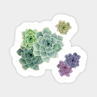 Succulents Magnet