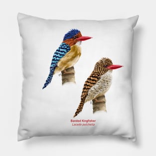 Banded kingfisher | Lacedo pulchella ⚥ Pillow