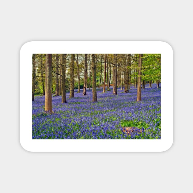 Bluebell Woods Greys Court Oxfordshire UK Magnet by AndyEvansPhotos