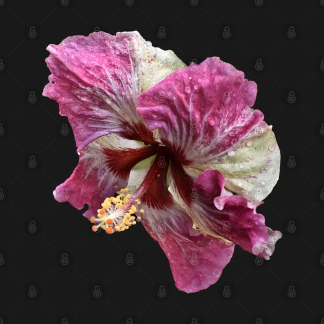 Portrait of a Hibiscus by RoxanneG