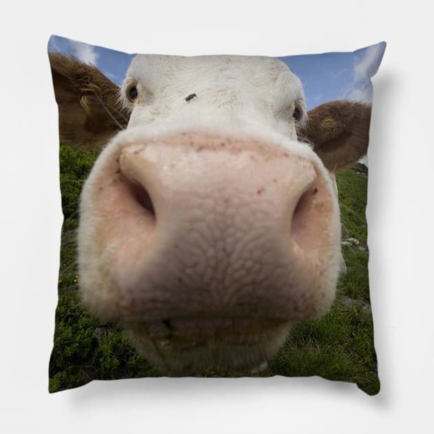 Funny Cow Big Nose Humor Gift Pillow by William Edward Husband