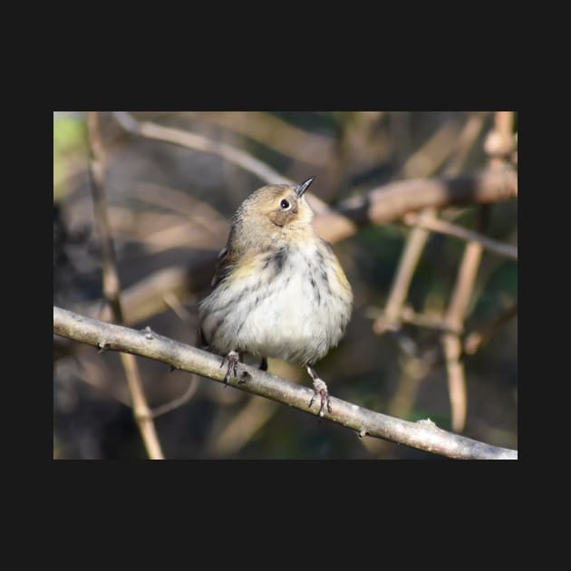 Yellow rumped warbler by ToniaDelozier