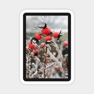 Frost on Rosehips Magnet