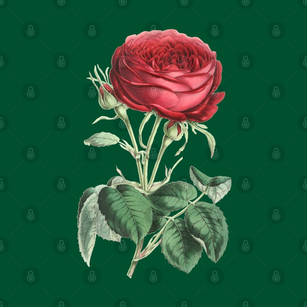 Red Rose Flower Vintage Botanical Illustration by Biophilia