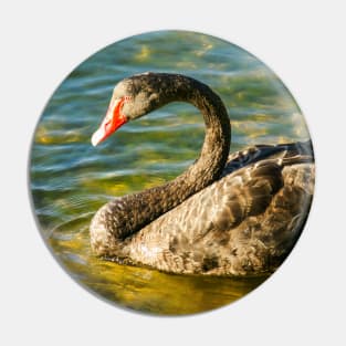 Black Swan, Perth, Western Australia Pin