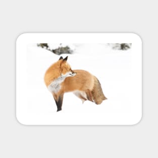 Red Fox - Algonquin Park Magnet