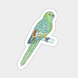 Red-rumped Parrot Magnet