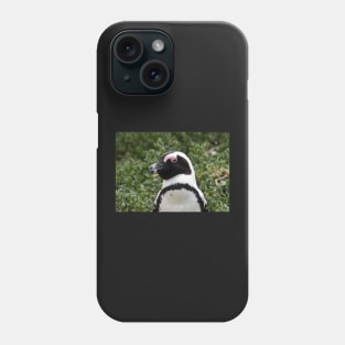 South African Penguin at Boulders Beach. Phone Case