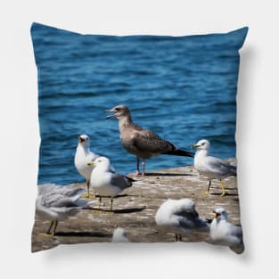 A Flock Of Gulls Standing On A Dock Pillow