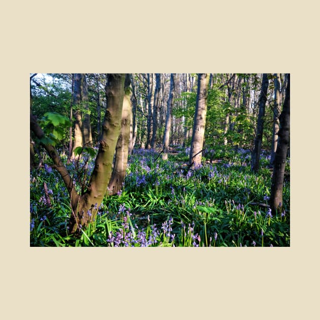 Dappled sunshine in Bluebell Woods by Violaman