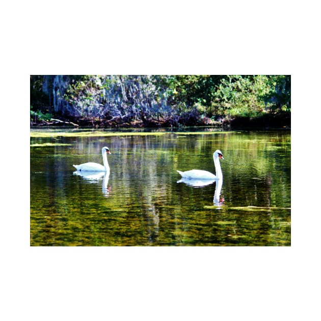 Swans At The Lake by Cynthia48