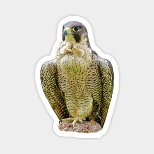 Peregrine falcon Magnet