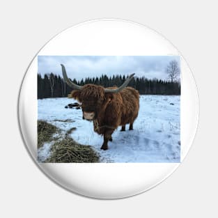 Scottish Highland Cattle Cow 2193 Pin