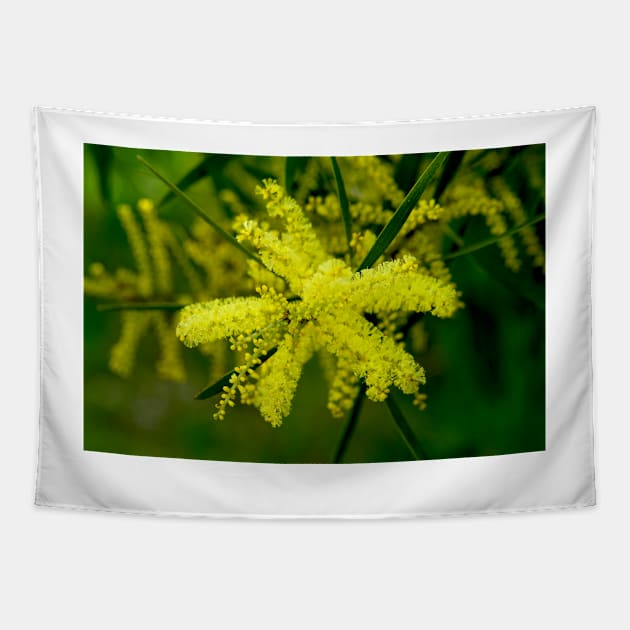 Wattle Flower Burst Tapestry by GP1746