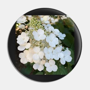 White hydrangeas Pin