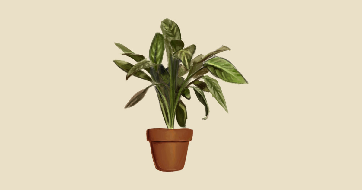 ficus Leon TShirt TeePublic