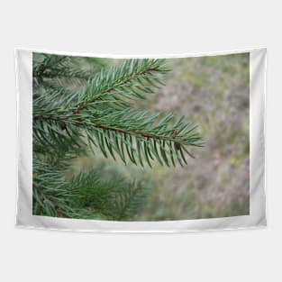 Spruce Tapestry