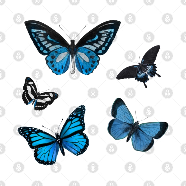 five blue butterflies by okarosa