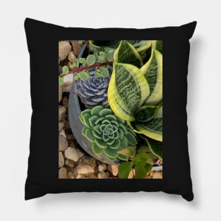 Succulent Beauties Pillow