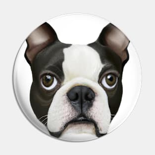 Cute Boston Terrier Drawing Pin