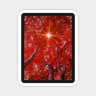 Sunlight through autumn trees Magnet