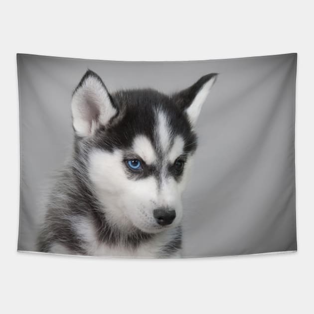 Husky puppy Tapestry by PetsArt