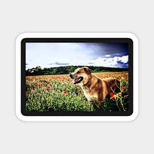 Dog in the Poppy Fields Magnet