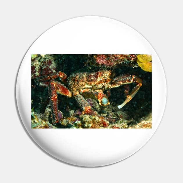 Caribbean King Crab Pin by Scubagirlamy