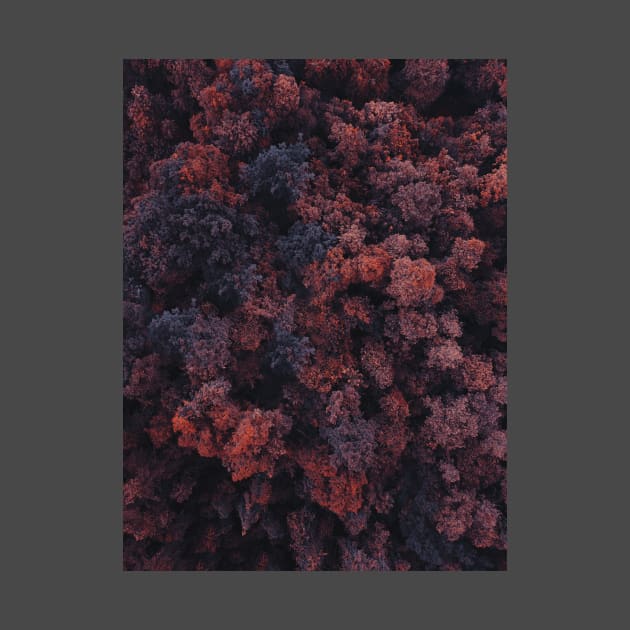 The Red Forest by Drone Man