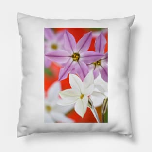 Ipheion  Two colours  Spring starflower Pillow