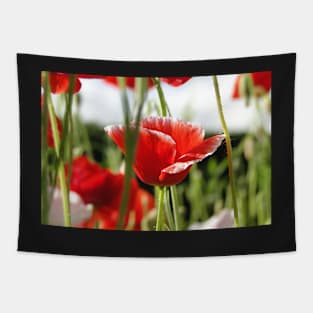 Poppies In the Grass Tapestry