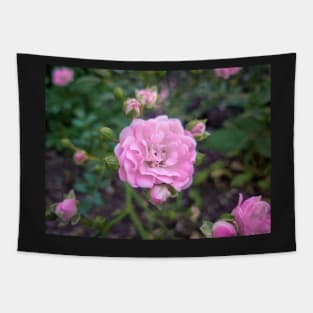 Pink Rose Tapestry